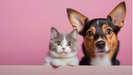 Why Your Pet Deserves a Spa Day